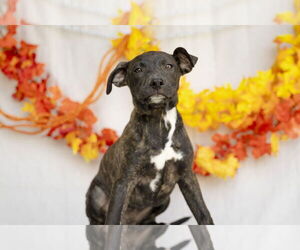 Labrador Retriever-Unknown Mix Dogs for adoption in Garner, NC, USA