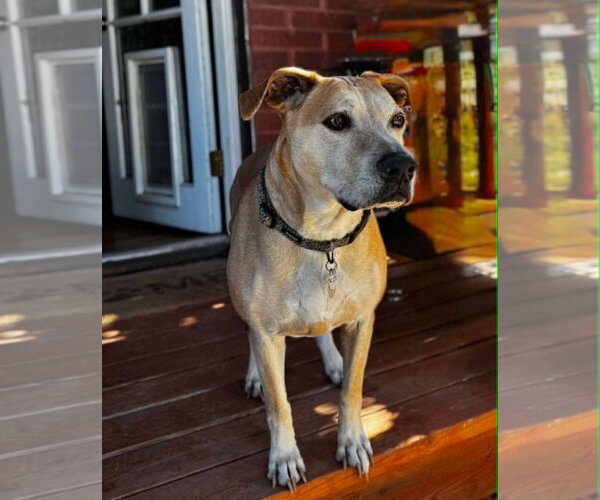 Medium Photo #6 American Pit Bull Terrier-Labrador Retriever Mix Puppy For Sale in Sandy, UT, USA