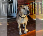 Small #5 American Pit Bull Terrier-Labrador Retriever Mix