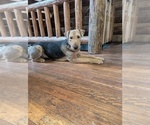 Small #2 Airedale Terrier
