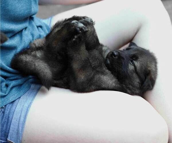 Medium Photo #33 German Shepherd Dog Puppy For Sale in REDFIELD, AR, USA