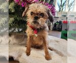Small Photo #4 Brussels Griffon Puppy For Sale in St. Louis Park, MN, USA