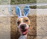 Small #2 Boxer Mix