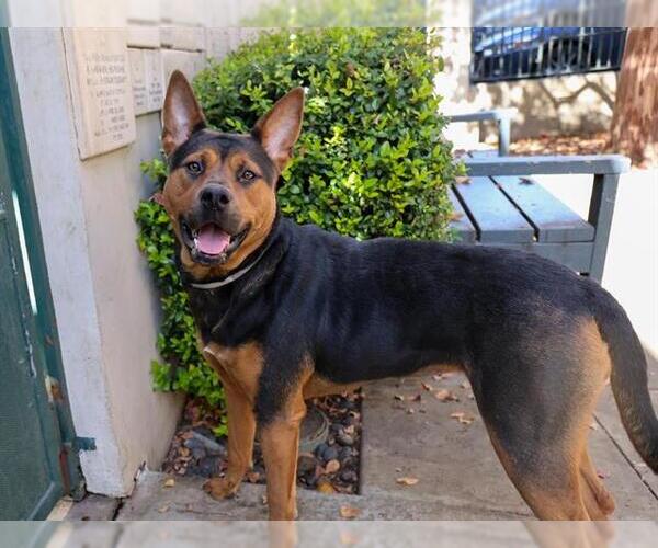 Medium Photo #2 German Shepherd Dog Puppy For Sale in Pasadena, CA, USA