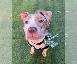 Mutt Dogs for adoption in San Francisco, CA, USA