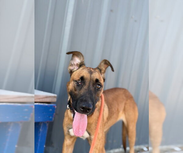 Medium Photo #4 Mutt Puppy For Sale in Claremore, OK, USA