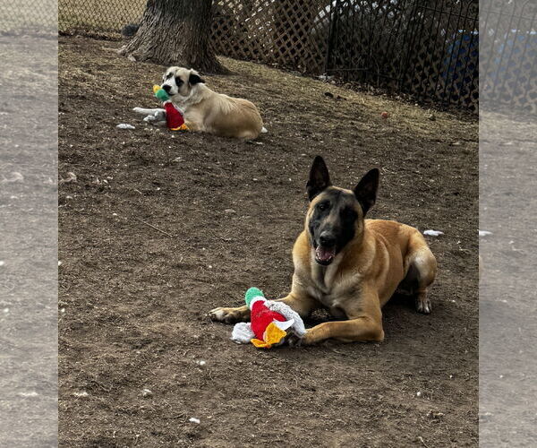 Medium Photo #3 Anatolian Shepherd-Unknown Mix Puppy For Sale in Kankakee, IL, USA