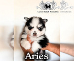 Image preview for Ad Listing. Nickname: Pomsky pups