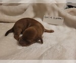 Puppy Female 4 Latte Dachshund