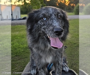 Mother of the Australian Shepherd puppies born on 02/04/2026