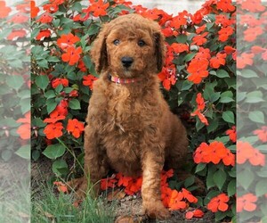 Poodle (Standard) Puppy for sale in FREDERICKSBG, OH, USA