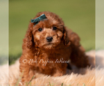Small #3 Poodle (Toy)