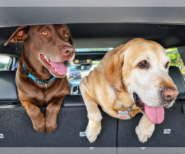 Medium Photo #2 Labrador Retriever Puppy For Sale in Clovis, CA, USA