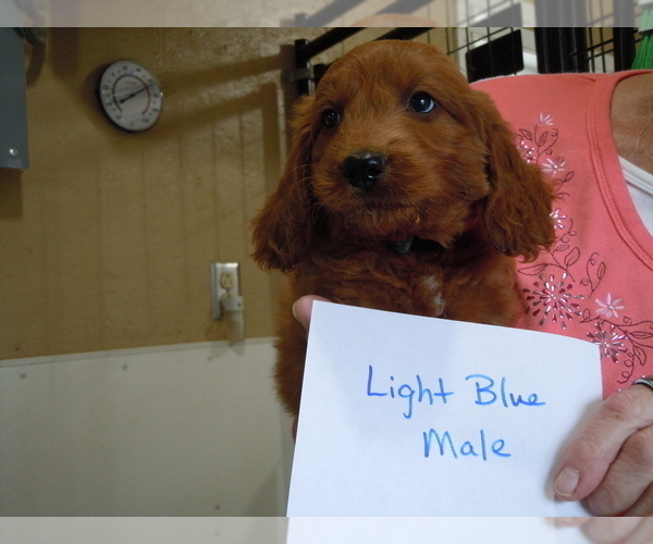 Medium Photo #5 Goldendoodle (Miniature) Puppy For Sale in ALLIANCE, NE, USA