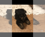 Small Photo #3 Cocker Spaniel Puppy For Sale in BEEVILLE, TX, USA