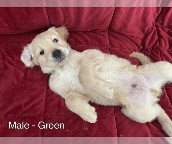 Medium Photo #1 Golden Retriever Puppy For Sale in HOLYOKE, CO, USA