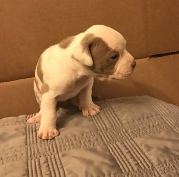 Medium Photo #1 Staffordshire Bull Terrier Puppy For Sale in RIVERSIDE, CA, USA