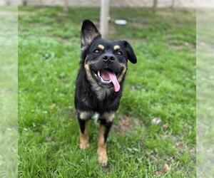 Australian Kelpie-Unknown Mix Dogs for adoption in Modesto, CA, USA
