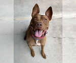 Small #2 American Pit Bull Terrier-Italian Greyhound Mix