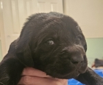 Puppy Koda Labrador Retriever