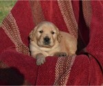 Puppy Holly Golden Retriever