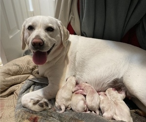 Mother of the Labrador Retriever puppies born on 06/03/2022