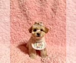 Small #1 Poodle (Toy)