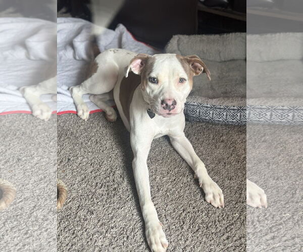 Medium Photo #1 Mutt Puppy For Sale in Woodland, CA, USA