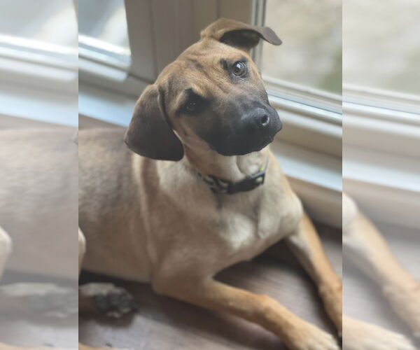 Medium Photo #3 Black Mouth Cur-Labrador Retriever Mix Puppy For Sale in Crossville, AL, USA