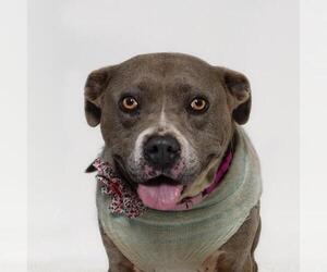 Mutt Dogs for adoption in Santa Maria, CA, USA