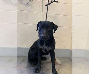 Labrador Retriever Dogs for adoption in Corpus Christi, TX, USA