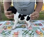 Small Photo #15 German Shorthaired Pointer Puppy For Sale in ARGONNE, WI, USA