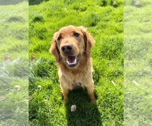 Mother of the Golden Retriever-Miniature Australian Shepherd Mix puppies born on 05/04/2025