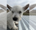 Small #28 West Highland White Terrier
