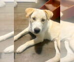 Small #2 Retriever  Mix