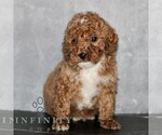 Small #3 Poodle (Miniature)