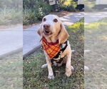 Small #2 Beagle