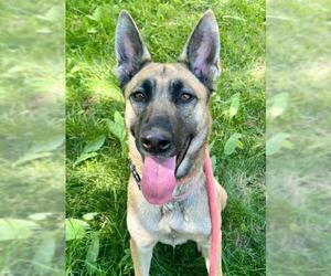 Siberian Husky-Unknown Mix Dogs for adoption in Sacramento, CA, USA