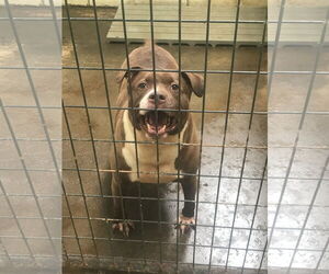 Bulldog-Unknown Mix Dogs for adoption in Jackson, MS, USA