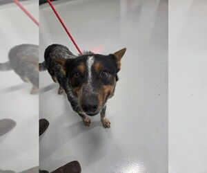 Mutt Dogs for adoption in Temple, TX, USA