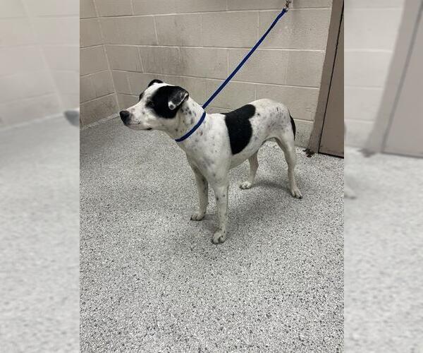Medium Photo #1 American Pit Bull Terrier-Unknown Mix Puppy For Sale in Conroe, TX, USA