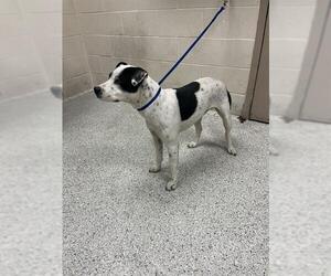 American Pit Bull Terrier-Unknown Mix Dogs for adoption in Conroe, TX, USA