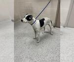 Small American Pit Bull Terrier Mix