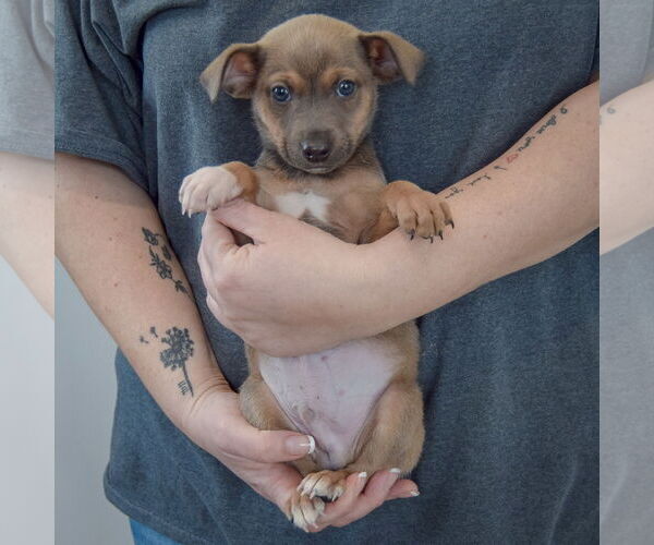 Medium Photo #3 Chipin Puppy For Sale in Huntley, IL, USA