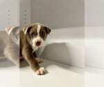 Small #4 Labrador Retriever Mix