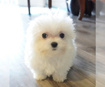 Small Photo #9 Maltese Puppy For Sale in LOS ANGELES, CA, USA