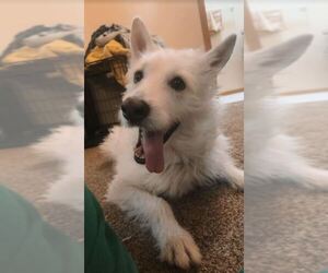 Polar - Male Mutt Dog for Adoption - Photo #11