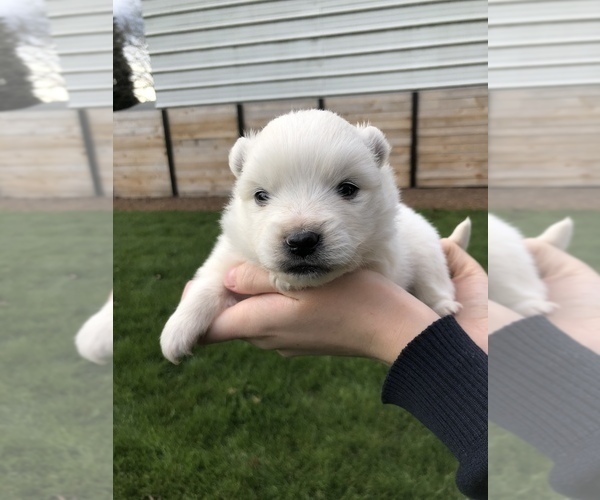 Medium Photo #9 Miniature American Eskimo Puppy For Sale in OREGON CITY, OR, USA