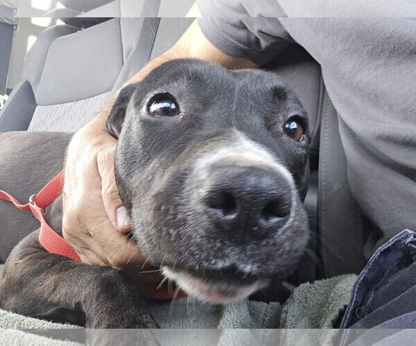 Medium Photo #8 Labrador Retriever-Unknown Mix Puppy For Sale in San Diego, CA, USA