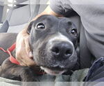 Small #7 Labrador Retriever Mix